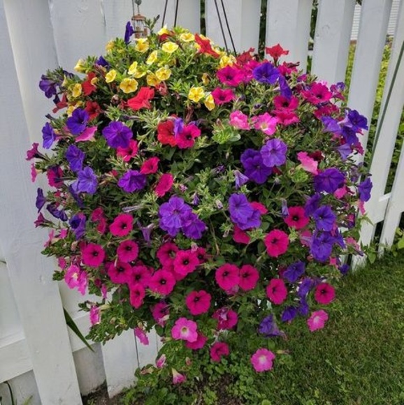 Meet your Posher, Roxann - Picture 1 of 1